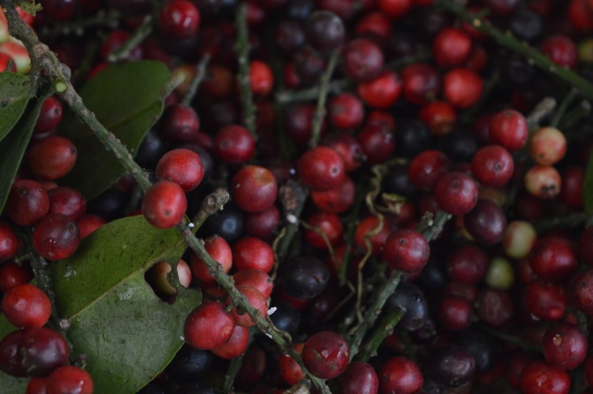 Coffee Intillacta 350gr. - Mashpi Chocolate