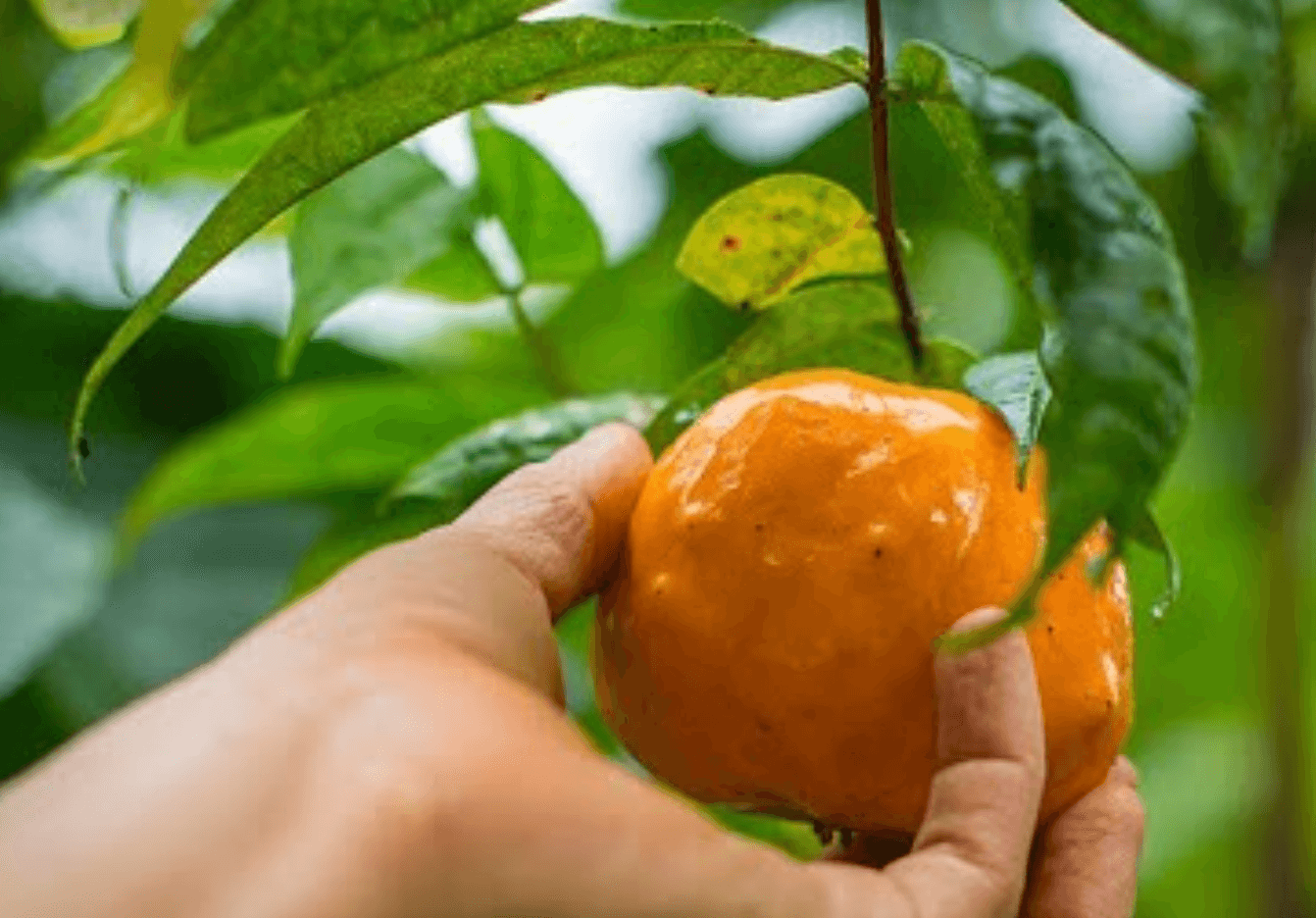 Barra 65% con Guayabilla - Mashpi Chocolate