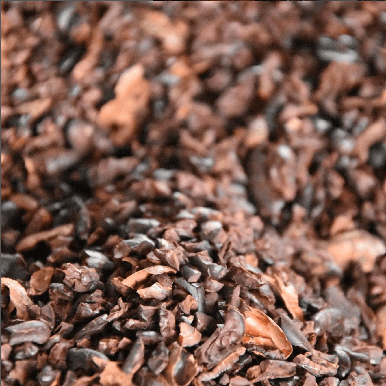 Cocoa Nibs